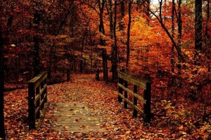 fall woods