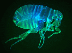 human-flea